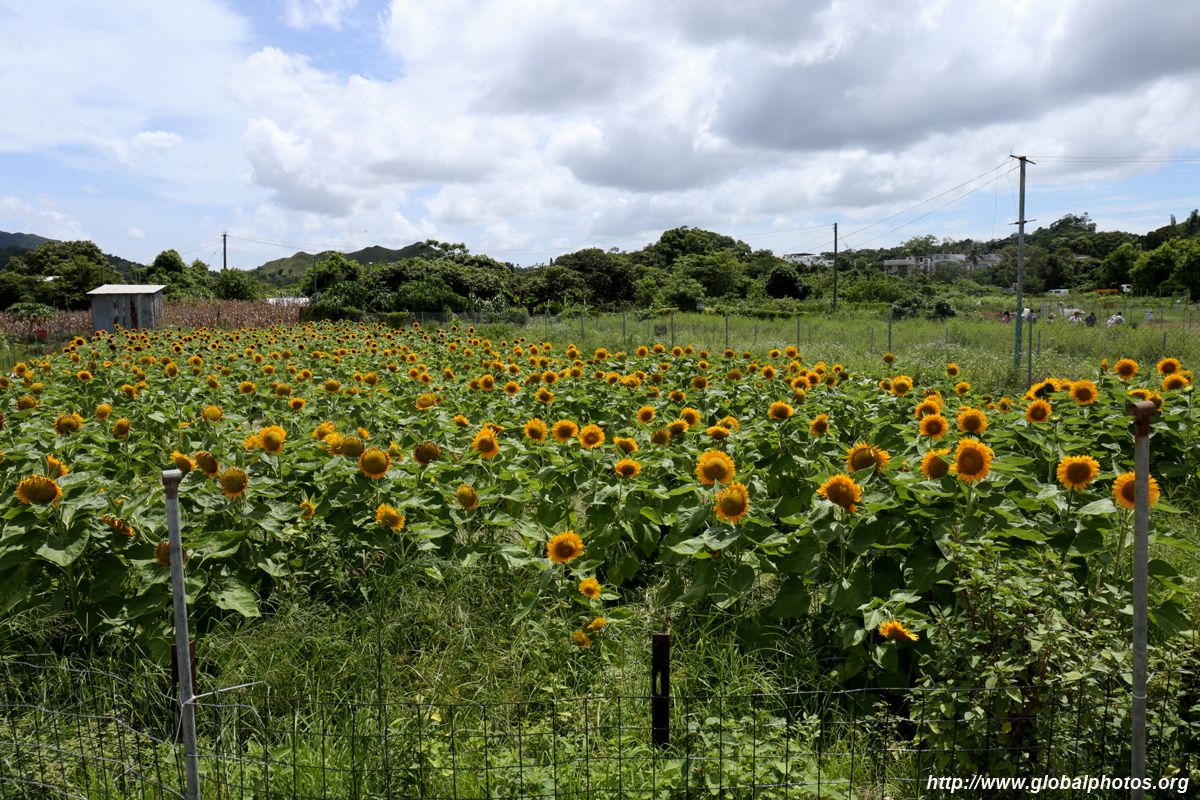 Hong Kong Photo Gallery San Tin Sunflower Farm