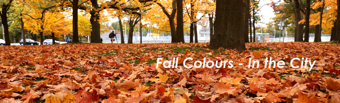 Fall Colours - In the City