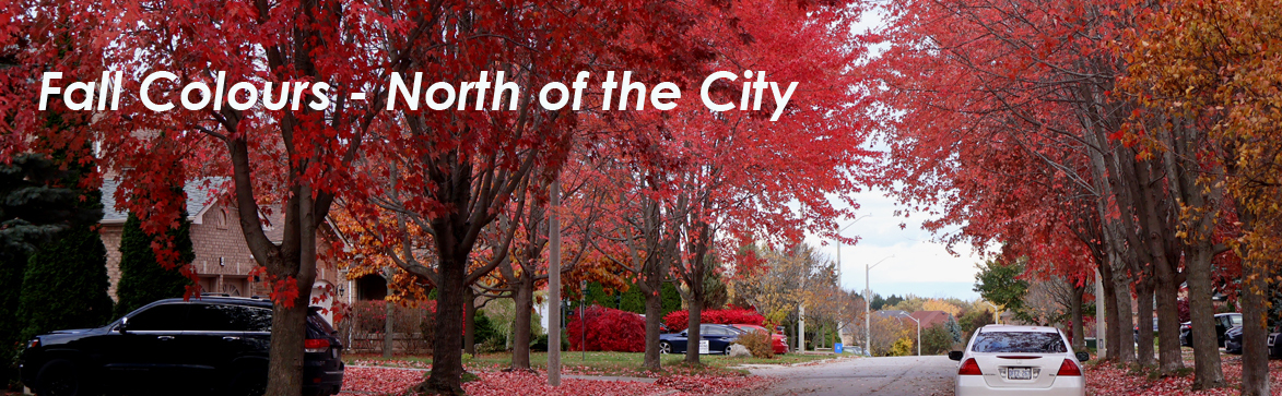 Fall Colours North of the City