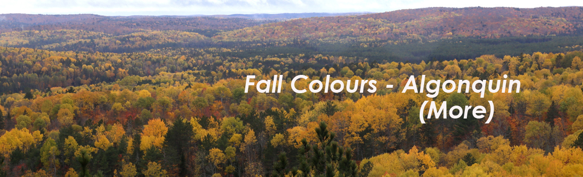 Fall Colours - More Algonquin Park