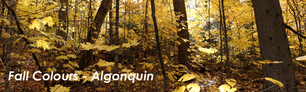 Fall Colours - Algonquin Park
