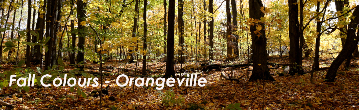 Fall Colours - Orangeville