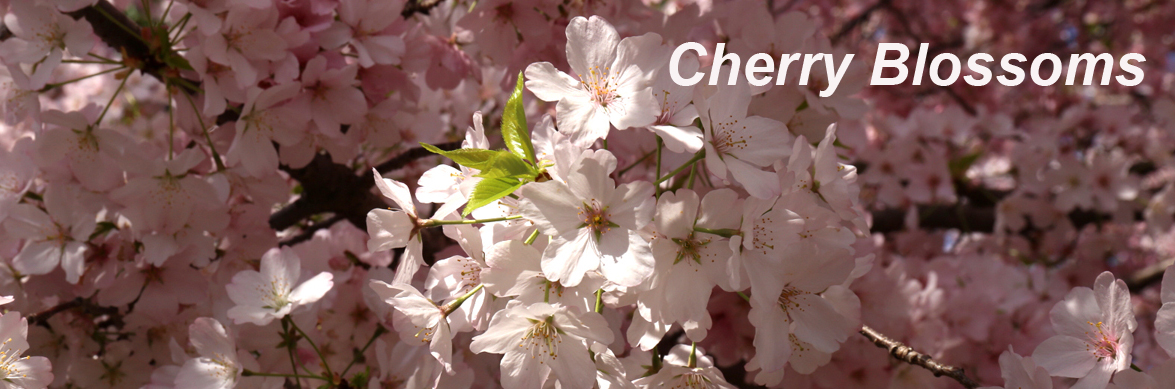 Cherry Blossoms