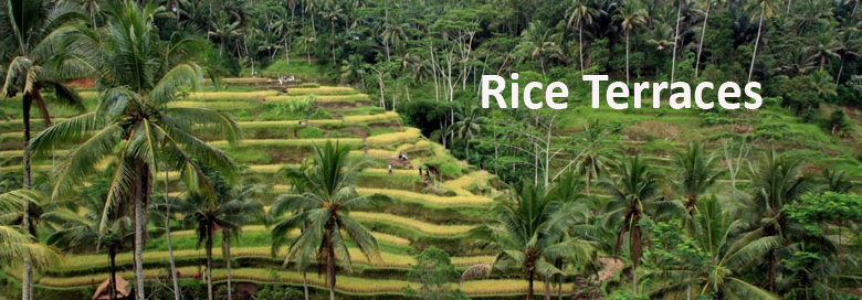 Rice Terraces